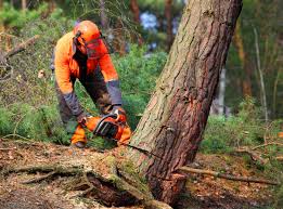 Best Commercial Tree Services  in South Les, AK