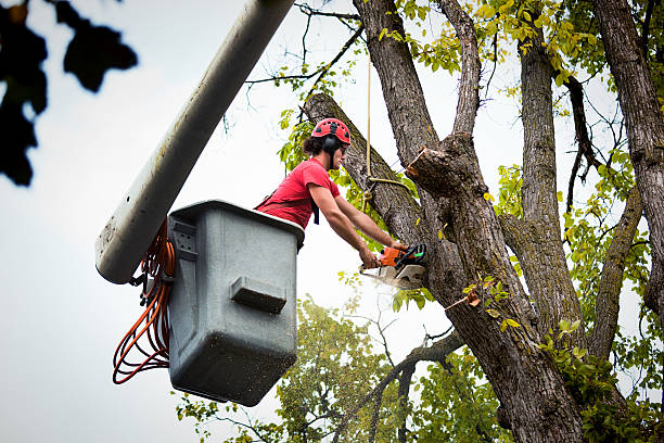 Best Tree Mulching  in South Les, AK