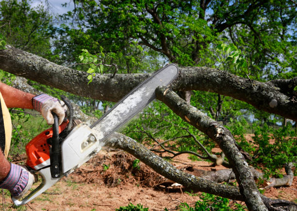 Best Tree Trimming and Pruning  in South Les, AK